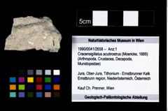 Foto (Objekt + Etikett) von Cracensigillatus acutirostrus (Moericke, 1889)  (NHMW-GEO-1990-0041-2658)